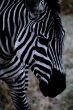 16-24 Zebraportrait.jpg