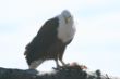 African Fish Eagle.JPG